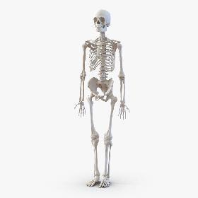 Human Male Skeleton